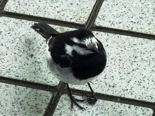 癒しみ・・・