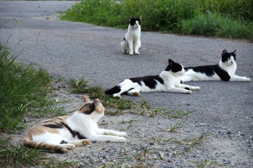 我が家の猫事情　回顧録