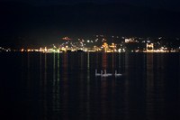 コハクチョウの夜間撮影