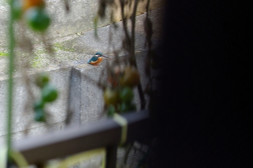 きままな鳥の写真　Ⅳ