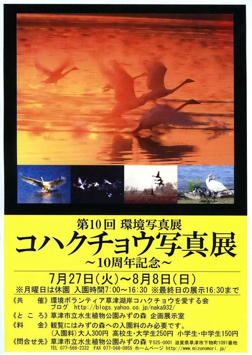 草津湖岸　コハクチョウ写真展
