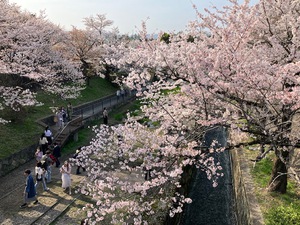 花見
