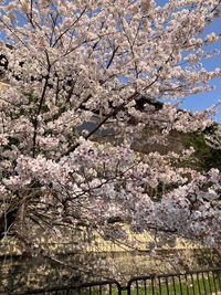 花見