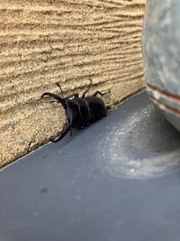 夏の昆虫