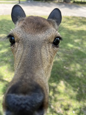 奈良公園の鹿