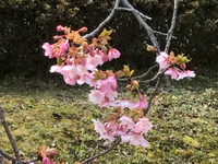 テニスコートの桜