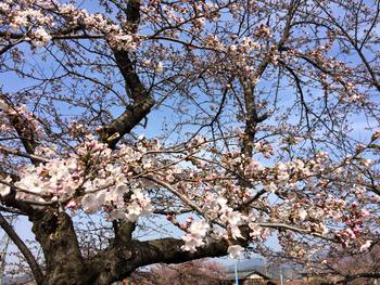 桜が咲きました