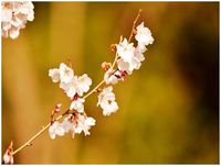 叶匠寿庵（寿長生の郷）の、お花