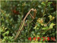 三重県上野森林公園へ。①