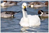 志那浜の野鳥②　1/28