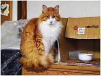 久しぶりの猫組