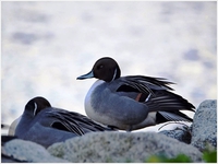 志那浜の野鳥①