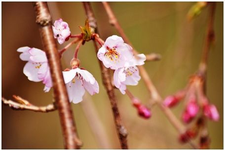 大福寺の徳本桜