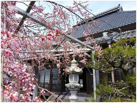 大福寺の徳本桜