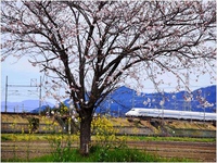 桜と新幹線