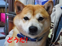 どやがお 2014/03/15 18:10:13