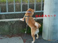 散歩コースで 2014/05/02 22:01:32