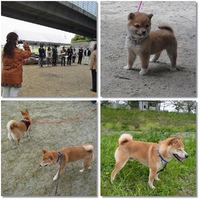 豆柴・OFF会及び展覧会 2014/04/20 21:45:07