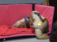 はじゅかしい～～ 2014/05/14 21:31:46