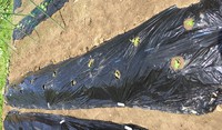 おうちでかんさつ「綿（わた）を育ててみよう」2　綿の芽吹き