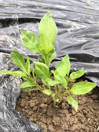 おうちでかんさつ「藍(あい)を育ててみよう」3　藍を畑に植えました