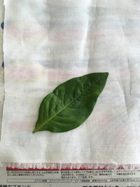 おうちでかんさつ「藍(あい)を育ててみよう」7　生葉でたたき染め