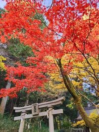 猪子山公園の紅葉です