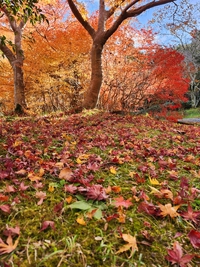猪子山公園の紅葉です