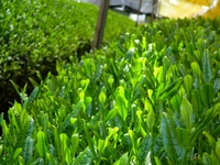 今日のＯＡは近江茶でした！