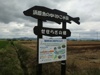 魚のゆりかご水田生き物観察会
