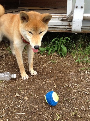 ポン吉、今日この頃