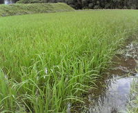 梅雨の棚田