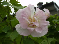 芙蓉の花の様に・・・