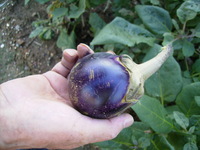 野菜畑のおじさん