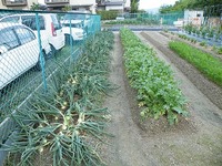 ジャガイモ、玉ねぎ、大根の育ち状況を確認