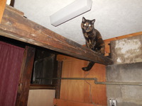 猫にとって古家のいい所