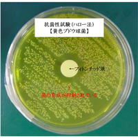 フィトンチッドの抗菌性
