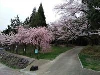 マスクを外してお花見散歩（人とすれ違う時にはマスクをします）