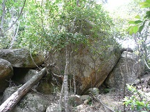 白鬚神社の三尾山