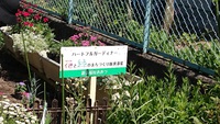 5/26 ハートフルガーデナー・園芸福祉おおつ　植え替え作業に参加しました。