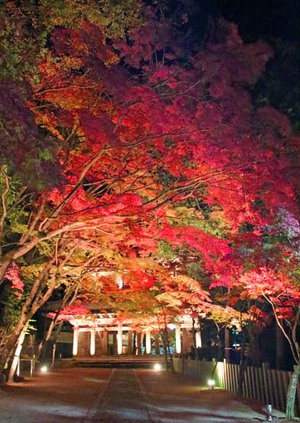東近江大凧会館ブログ 永源寺の紅葉 ライトアップ