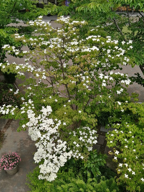 地上の星