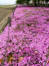 花絨毯