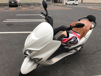 コマジェ絶好調です
