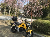 早咲き桜