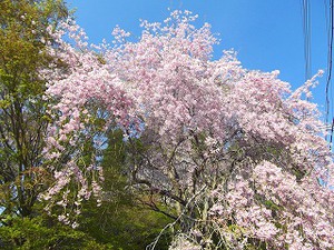 しだれ桜