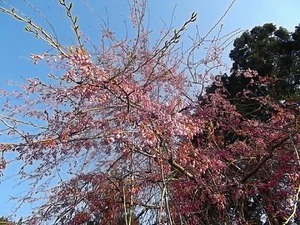 しだれ桜