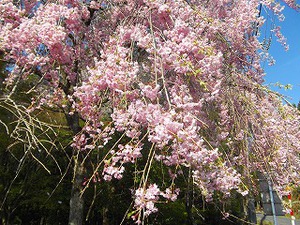 しだれ桜