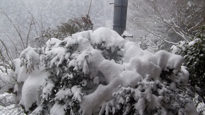 雪降り