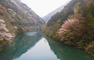 しだれ桜
